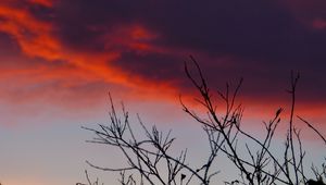 Preview wallpaper branches, sunrise, sky, through