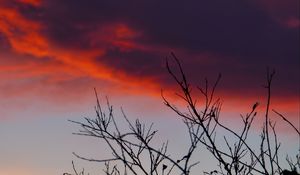 Preview wallpaper branches, sunrise, sky, through