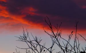 Preview wallpaper branches, sunrise, sky, through