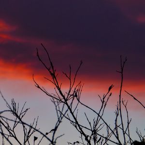 Preview wallpaper branches, sunrise, sky, through