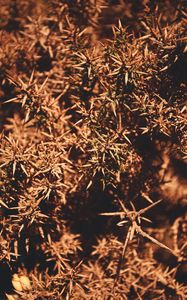 Preview wallpaper branches, thorns, macro, plant, bush