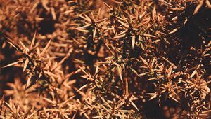 Preview wallpaper branches, thorns, macro, plant, bush