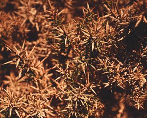 Preview wallpaper branches, thorns, macro, plant, bush