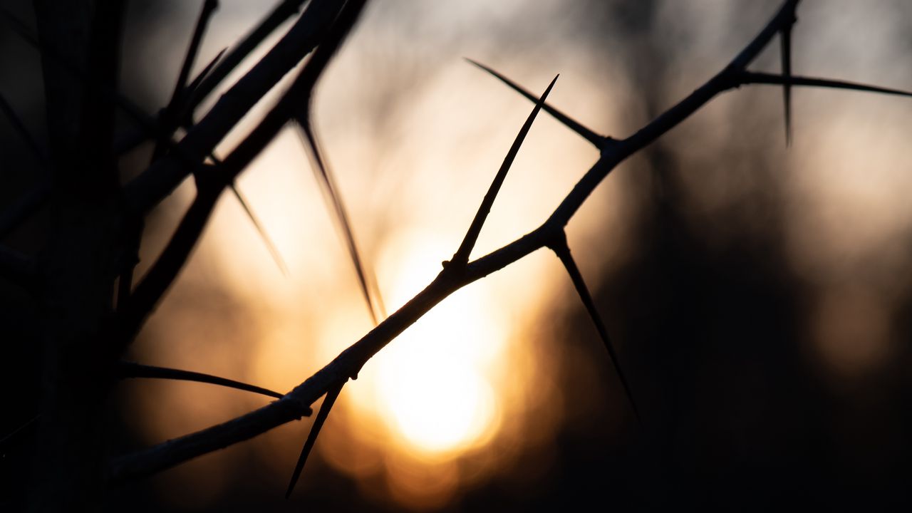 Wallpaper branches, thorns, shadows, dark, sunrise, blur, nature