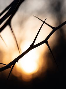 Preview wallpaper branches, thorns, shadows, dark, sunrise, blur, nature