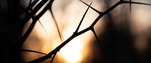 Preview wallpaper branches, thorns, shadows, dark, sunrise, blur, nature