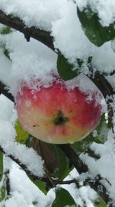 Preview wallpaper branches, tree, apple, snow, leaves