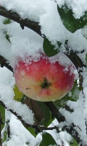 Preview wallpaper branches, tree, apple, snow, leaves