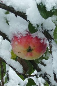 Preview wallpaper branches, tree, apple, snow, leaves