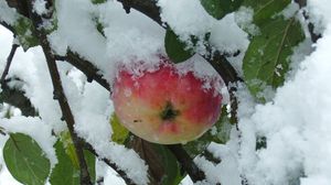 Preview wallpaper branches, tree, apple, snow, leaves