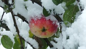 Preview wallpaper branches, tree, apple, snow, leaves