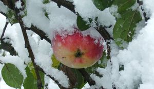 Preview wallpaper branches, tree, apple, snow, leaves