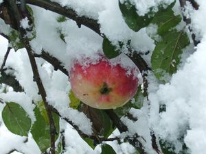 Preview wallpaper branches, tree, apple, snow, leaves