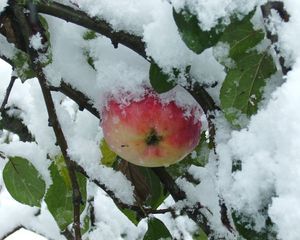 Preview wallpaper branches, tree, apple, snow, leaves