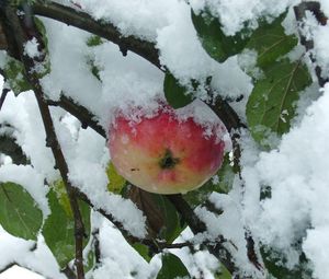 Preview wallpaper branches, tree, apple, snow, leaves