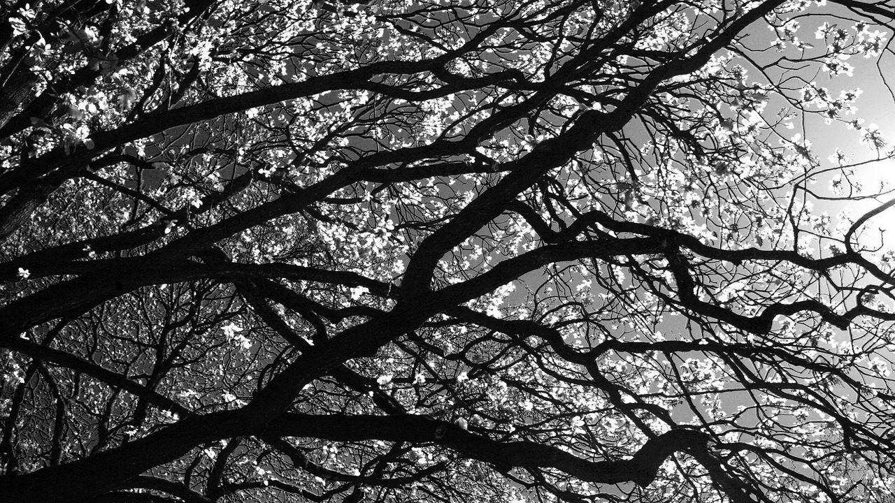 Wallpaper branches, tree, black-and-white