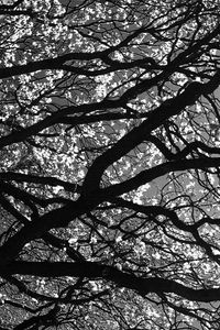 Preview wallpaper branches, tree, black-and-white