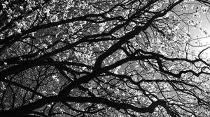 Preview wallpaper branches, tree, black-and-white