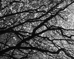 Preview wallpaper branches, tree, black-and-white