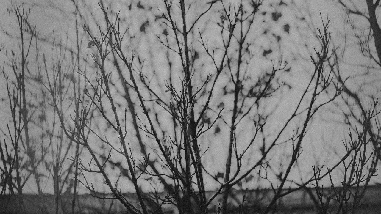 Wallpaper branches, tree, bw, nature
