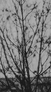 Preview wallpaper branches, tree, bw, nature