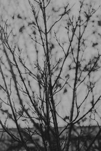 Preview wallpaper branches, tree, bw, nature