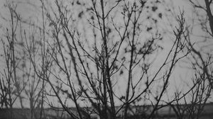 Preview wallpaper branches, tree, bw, nature
