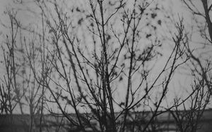 Preview wallpaper branches, tree, bw, nature