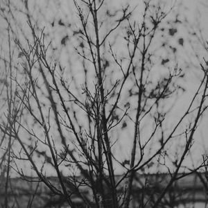 Preview wallpaper branches, tree, bw, nature