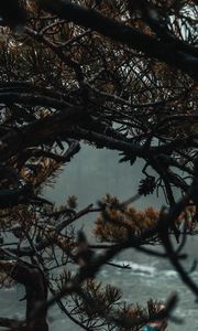 Preview wallpaper branches, tree, fog, needles