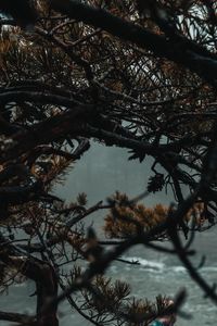 Preview wallpaper branches, tree, fog, needles