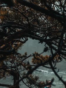 Preview wallpaper branches, tree, fog, needles