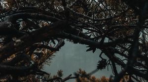 Preview wallpaper branches, tree, fog, needles