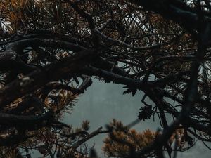 Preview wallpaper branches, tree, fog, needles