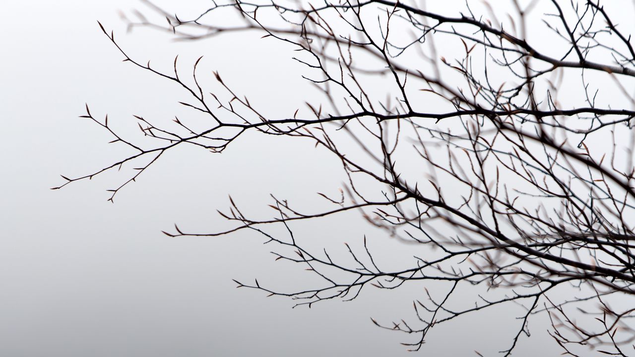 Wallpaper branches, tree, fog, gray, gloomy