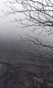 Preview wallpaper branches, tree, fog, gray, gloomy