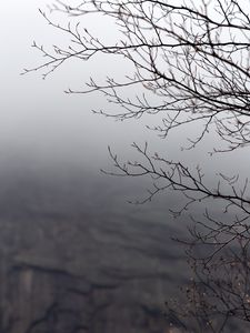 Preview wallpaper branches, tree, fog, gray, gloomy