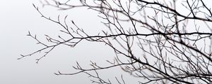 Preview wallpaper branches, tree, fog, gray, gloomy