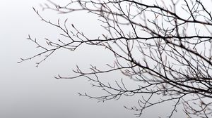 Preview wallpaper branches, tree, fog, gray, gloomy
