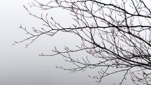 Preview wallpaper branches, tree, fog, gray, gloomy