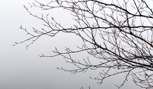 Preview wallpaper branches, tree, fog, gray, gloomy