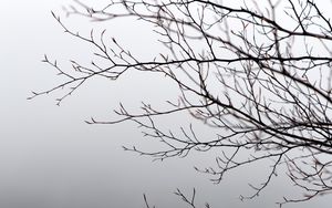 Preview wallpaper branches, tree, fog, gray, gloomy