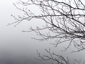 Preview wallpaper branches, tree, fog, gray, gloomy