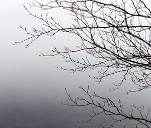 Preview wallpaper branches, tree, fog, gray, gloomy