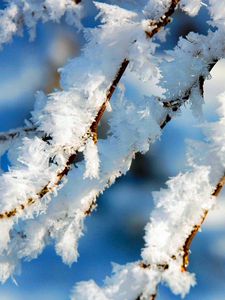 Preview wallpaper branches, tree, hoarfrost, winter, macro