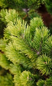 Preview wallpaper branches, tree, needles, macro, green