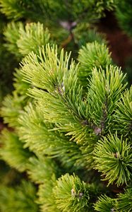 Preview wallpaper branches, tree, needles, macro, green