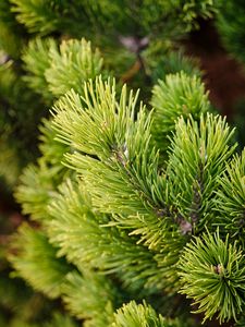 Preview wallpaper branches, tree, needles, macro, green