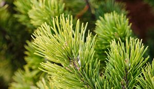 Preview wallpaper branches, tree, needles, macro, green