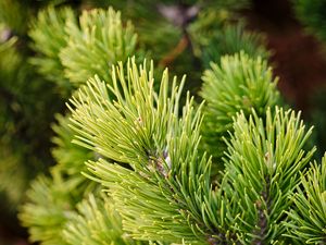 Preview wallpaper branches, tree, needles, macro, green